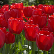 Tulipn Darwin 'Parade'